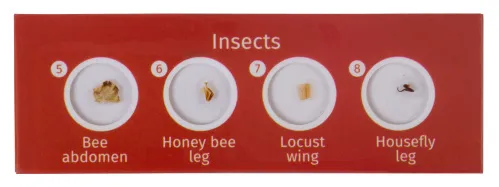 foto di Levenhuk LabZZ C12 Set di vetrini preparati Animali - Articolo in esposizione,  3