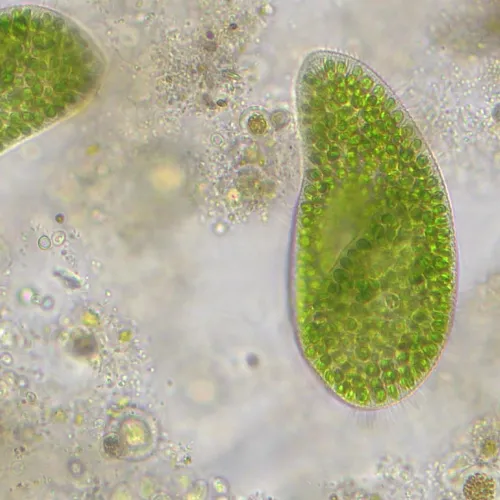 immagine di Microscopio Bresser Researcher Trino 40–1000x,  14