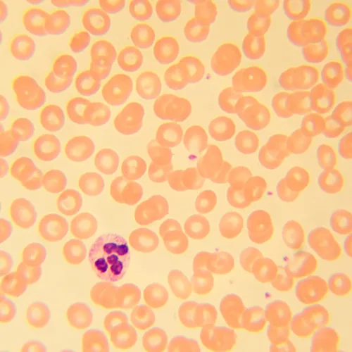 immagine di Microscopio biologico MAGUS Bio 230B,  22