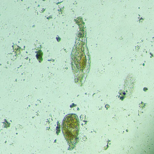 figura di Microscopio biologico invertito digitale MAGUS Bio VD300,  18