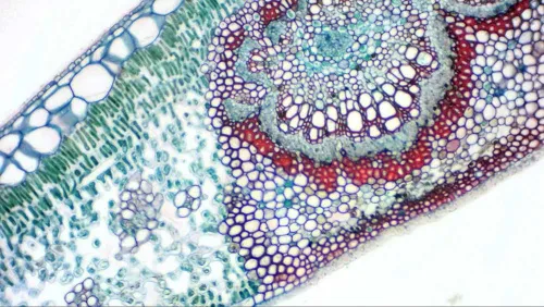 foto di Camera Digitale Oculare Bresser MikrOkular Full HD,  8