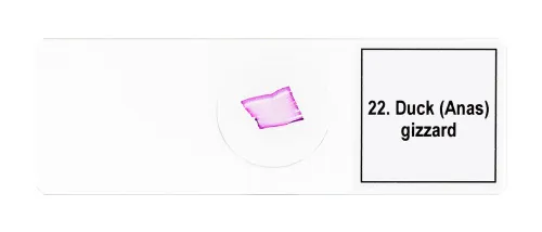 fotografia di Set di micropreparati Levenhuk Discovery Prof DPS 25. “Biologia, uccelli, ecc.”,  11