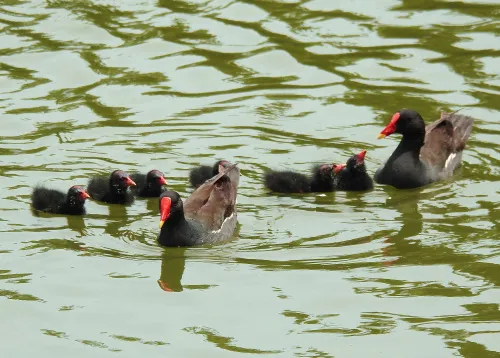 figura di Fototelescopio Levenhuk Kelvin MAK60 mini AZ,  15