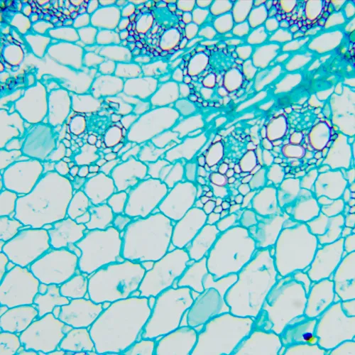 foto di Microscopio biologico MAGUS Bio 260T,  20
