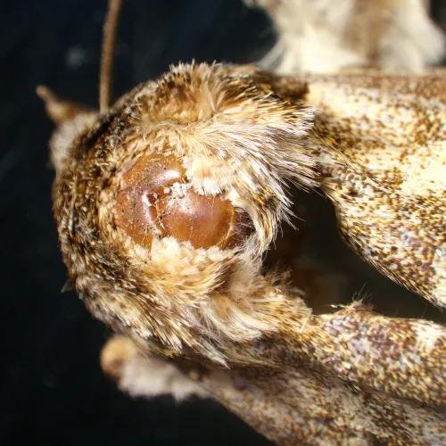 immagine di Microscopio stereoscopico MAGUS Stereo A18T,  6