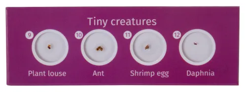 foto di Levenhuk LabZZ C12 Set di vetrini preparati Animali - Articolo in esposizione,  4