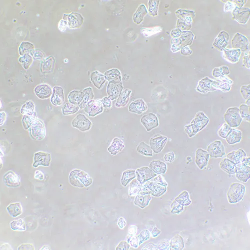 foto di Dispositivo a contrasto di fase MAGUS SPH2,  13