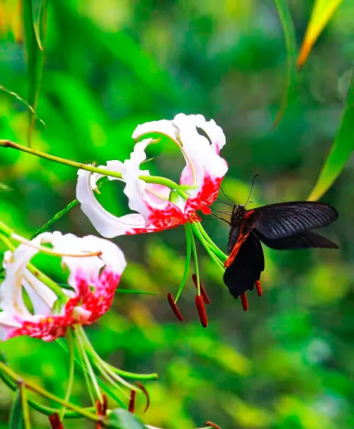 figura di Fototelescopio Levenhuk Kelvin MAK60 mini AZ,  16