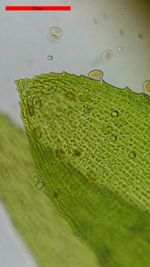 foto di Microscopio Bresser Erudit Basic Bino 40–400x,  18