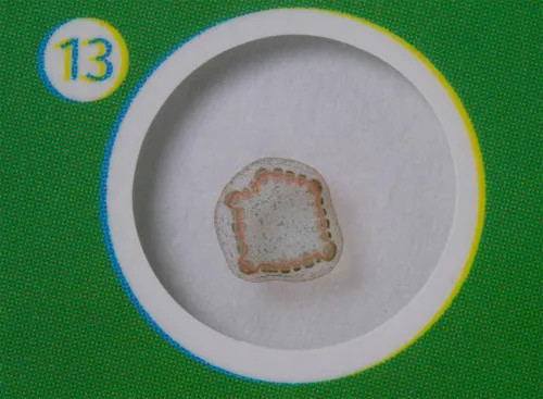 fotografia di Levenhuk LabZZ P12 Set di vetrini preparati Piante,  5