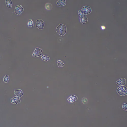 foto di Dispositivo a contrasto di fase MAGUS PH2,  13