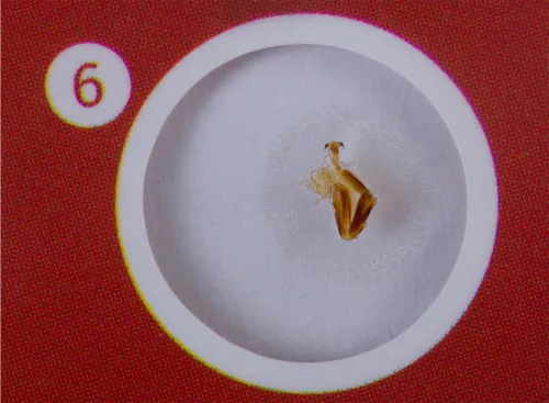 foto di Levenhuk LabZZ C12 Set di vetrini preparati Animali - Articolo in esposizione,  5