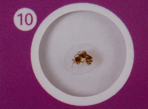 foto di Levenhuk LabZZ C12 Set di vetrini preparati Animali - Articolo in esposizione,  6