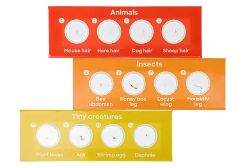 fotografia di Levenhuk Discovery Fauna Set con 12 vetrini preparati,  3