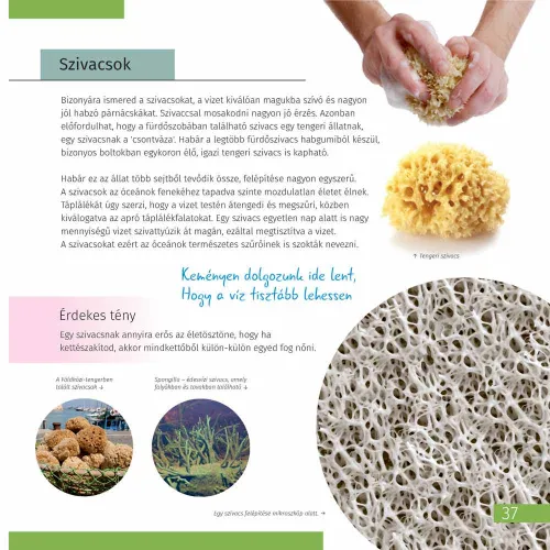 immagine di Spazio. Microcosmo. Libro educativo in 2 volumi,  8